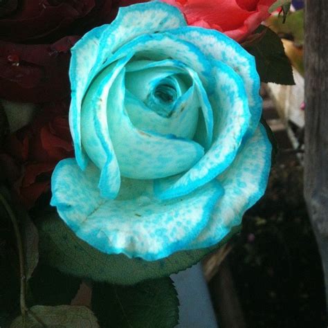 Light Blue Rose Flower Beautiful Rose Flowers Light Blue Roses Blue