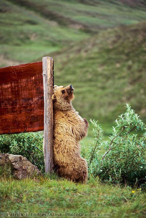 Grizzly Bear Scratches Wooden Sign At Eielson Visitors Center Denali National Park Alaska