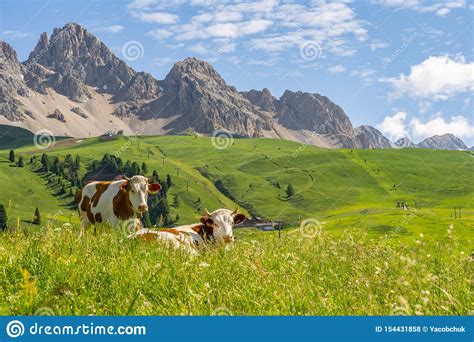 Idyllic Landscape With Animal On Pasture Field Stock Photo Image Of
