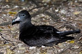 "Mutton bird" (flesh-footed shearwater) (Lord Howe Island, Australia) # ...