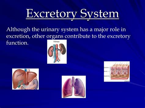 Ppt Excretory System Powerpoint Presentation Free Download Id9524335