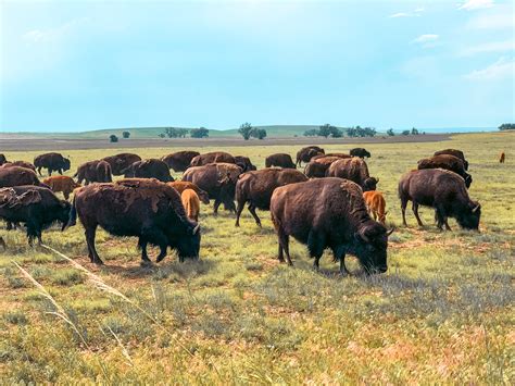 Bison At Rocky Mountain Arsenal Wildlife Refuge Married With Wanderlust