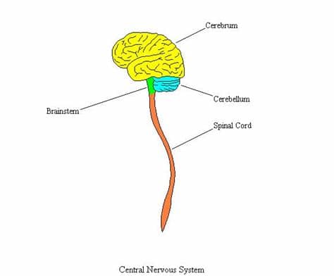 The nervous system is the part of an animal's body that coordinates its voluntary and involuntary actions and transmits signals to and from different parts of its body. CentralNervousSystemCompleteDiagram