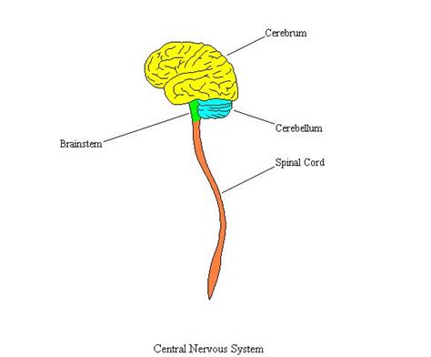 Information conveyed through the nervous system moves along networks of cells called neurons. CentralNervousSystemCompleteDiagram