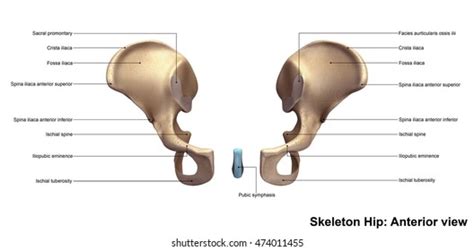 Skeleton Hip Anterior View 3d Illustration Stock Illustration 474011455