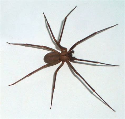 Brown Recluse Spider Deadly Bite Watch Out For This One
