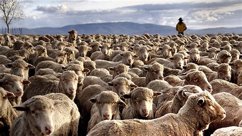 Australian Sheep Farmers Feel The Benefit As Chinese Flock To Buy Their