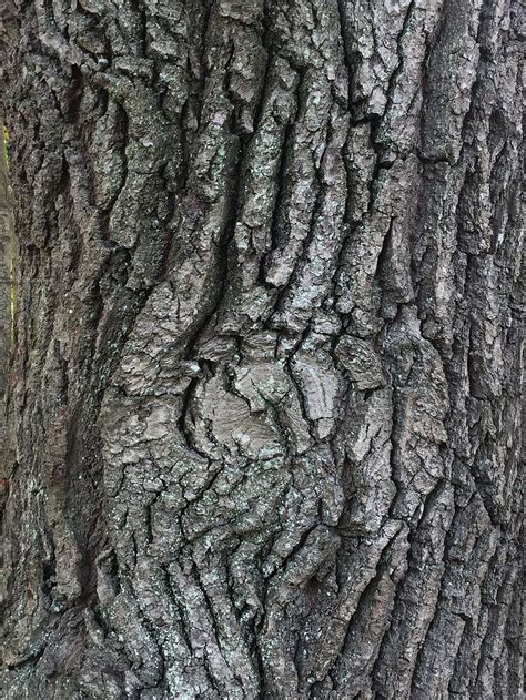 Free Download Hd Wallpaper Tree Wood Bark Oak Nature Tree Trunk