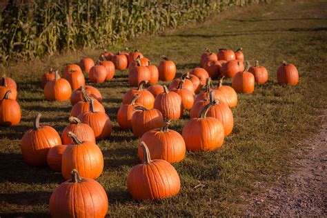 Wallpaper Id 258159 Pumpkins Harvested From A Patch In Fall Pumpkin