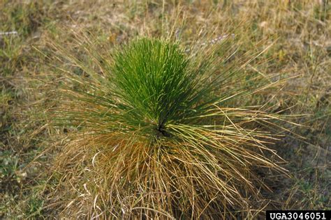 Brown Spot Needle Blight Of Pine Mycosphaerella Dearnessii On