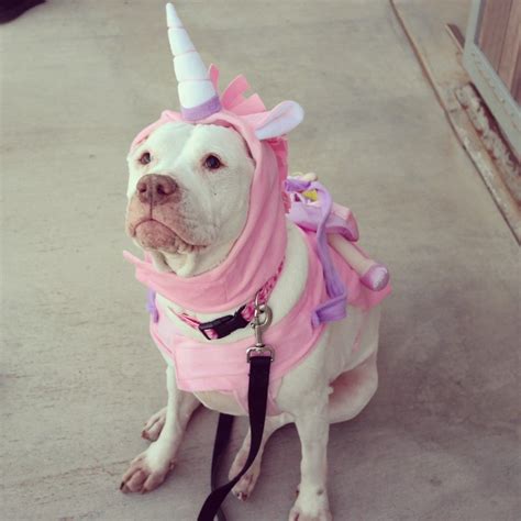 Perro Pitbull Disfrazado De Unicornio Halloween Para Perros Disfraces Para Perros Disfraz