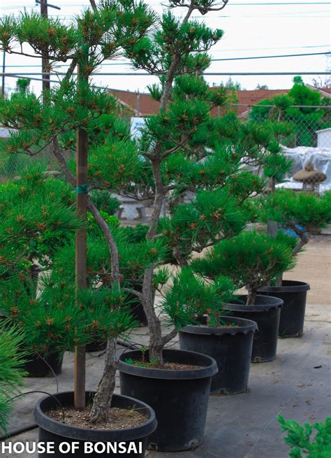 Japanese Black Pine Garden Bonsai Tree 15 Gallon Pot