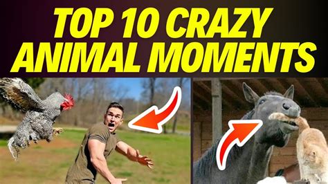 Top 10 Crazy Animal Moments Caught On Camera Amazing Moments Caught