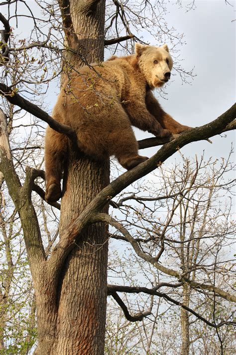 Does Grizzly Bears Climb Trees Far Apart Website Diaporama