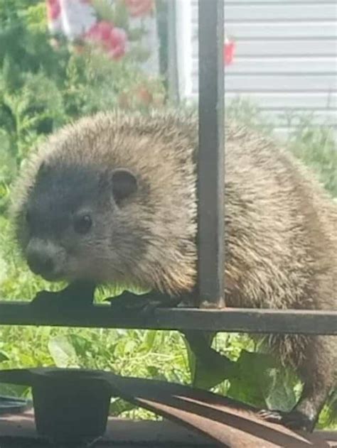 What Is The Best Way To Get Rid Of Groundhogs Without Hurting Them