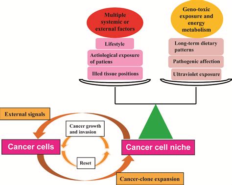 Cancer Stem Cells — Perspectives And How To Target Them Intechopen