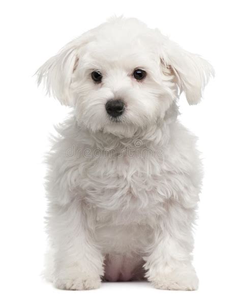 Maltese 7 Months Old Sitting Stock Photo Image Of Cute Furry 15358956