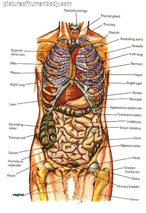 In the centre of your chest. Anatomy. | Human body organs, Human body anatomy, Anatomy ...