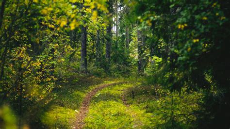 Download Wallpaper 1366x768 Forest Trees Path Green Nature