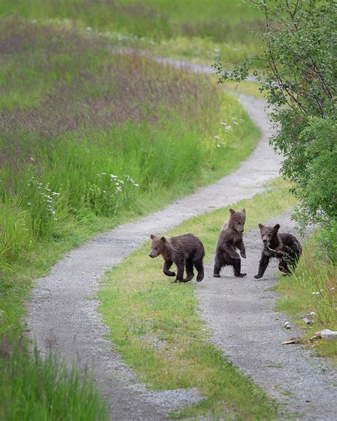 Three Grizzly Bear Cubs On The Road Photograph By Alex Mironyuk Fine
