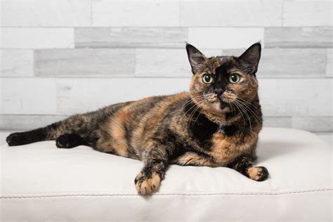 Discover Unique Colorful And Multifaceted Facts About Tortie Cat