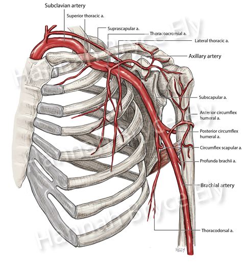 Axillary Artery Branches Arteries Anatomy Medical Anatomy Human