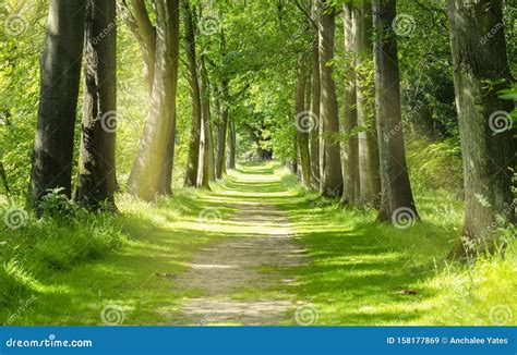 Beautiful Green Forest Trees With Morning Sunlight Path In Spring