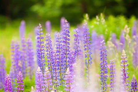 Background Image Of Purple Lupine Flowers Stock Photo Image Of Color