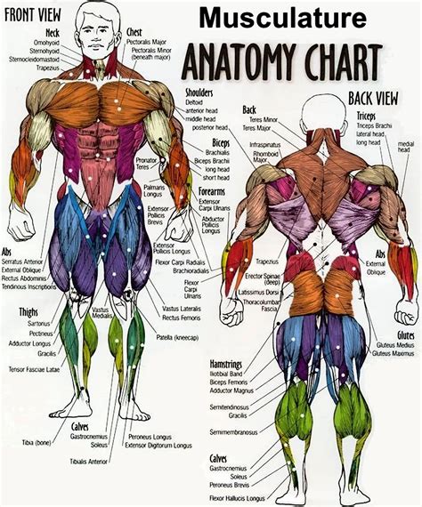 Includes 6 skin modes, skeletal system with connective tissue, and complete muscular system (including all deep muscles). male musculature anatomy chart | Human anatomy chart ...