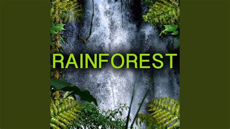 Rainforest Animal Sounds Jungle Animals Youtube