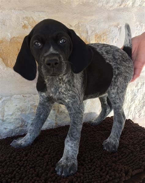 German Shorthaired Pointer Puppies For Sale Wimberley