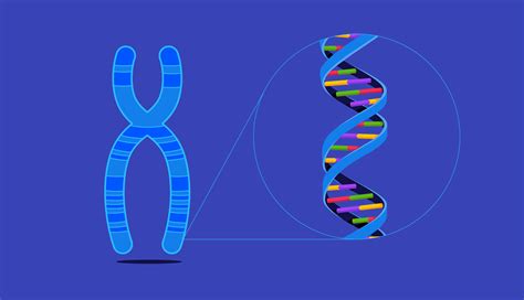 Что такое ДНК и из чего состоит геном человека