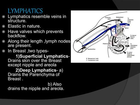 Lymphatic Drainage Of Breast And Its Applied Ppt