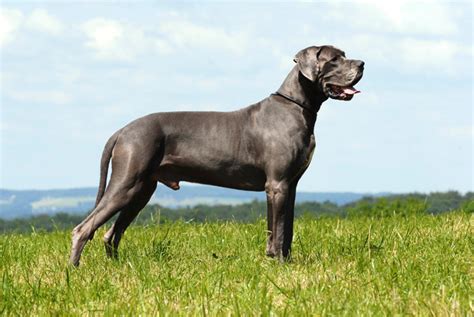 10 Large Dog Breeds That Are Gentle Giants — Photo Gallery Vetstreet