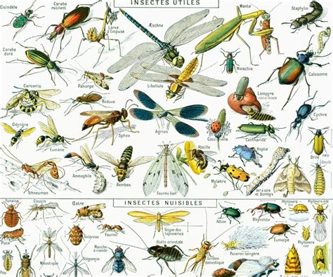 1930 Insectes Planche Illustrée Couleur Ancienne Originale