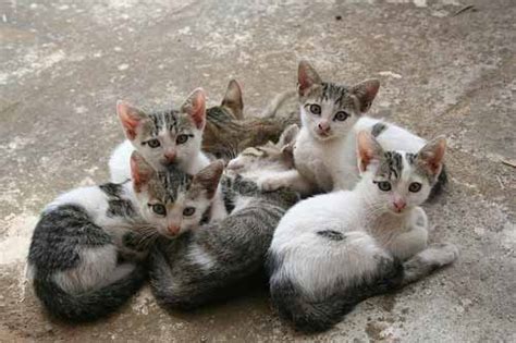 New Kittens In Litters