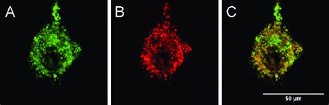 Confocal Microscopy Live Cellimage Of Murinenih 3t3 Fibroblast Cells