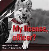 City Dog License Pictures