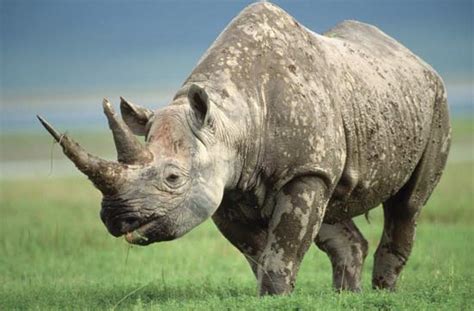 western black rhino declared extinct one green planet