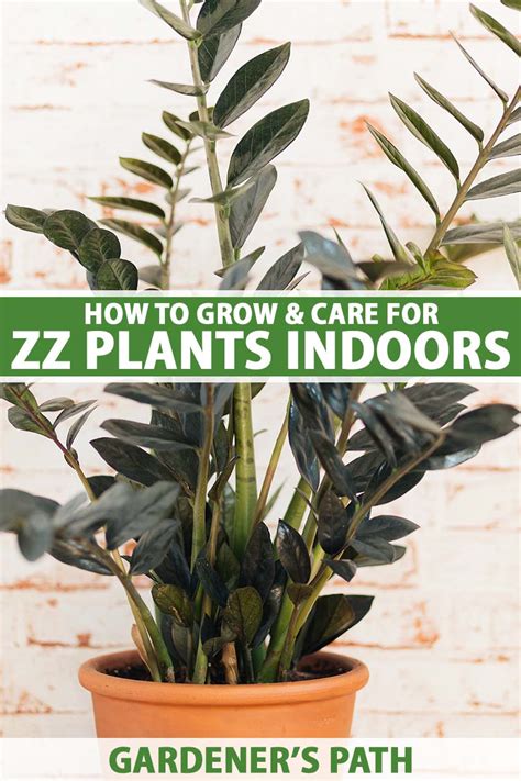 How To Grow And Care For Zz Plants Zamioculcas Zamiifolia