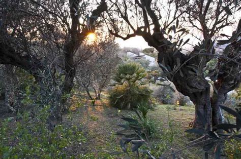 Historischer botanischer garten von barcelona der historische botanische garten von barcelona befindet sich ebenfalls auf dem montjuïc, auf der anderen seite des olympiastadions. Jardi Botánic ♥ botanischer Garten in Barcelona ...