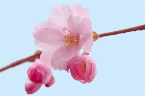 Free Photo Cherry Blossoms Cherry Flower Free Image On Pixabay