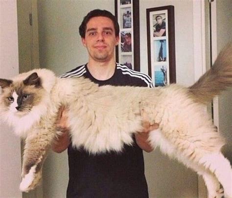 12 Gatos Gigantes Que Você Precisa Conhecer