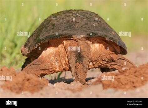 Common Snapping Turtle Ready To Lay Eggs Eastern North America By