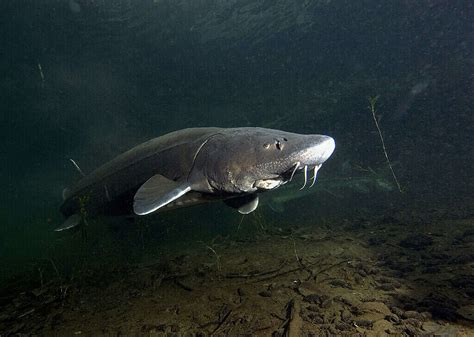 Discover The Largest White Sturgeon Ever Caught In Idaho A Z Animals