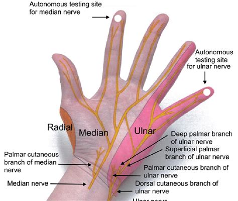 Ulnar Nerve Peripheral Nerve Hand Therapy Physical Therapy