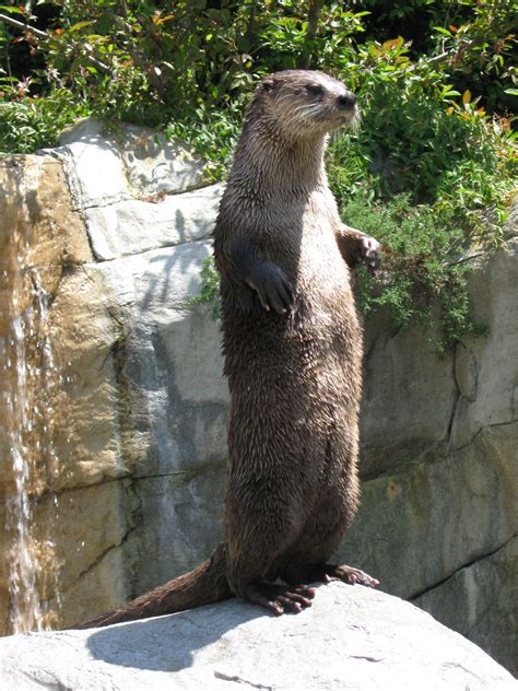Otter Standing Up In Zoo Otters Cute Animals Animals