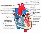 File:Heart diagram-en.svg - Wikimedia Commons