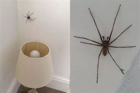 sex starved spiders so big they can set off your burglar alarm are invading our homes bristol live