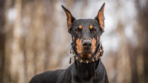 The Doberman Pinscher Dog Breed Guide 2020 Pups4sale Breeders
